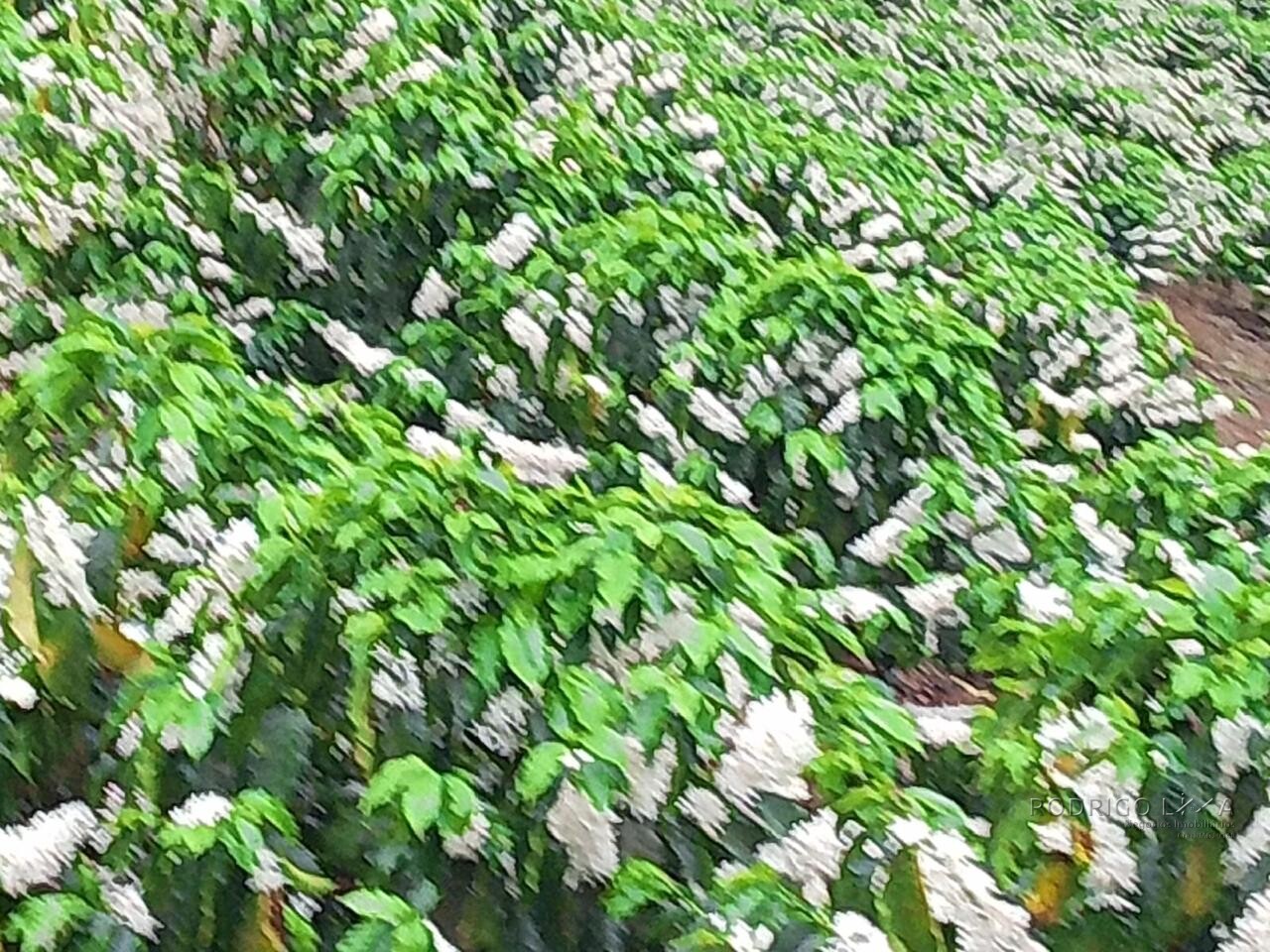 Fazenda para venda na região de Capelinha MG