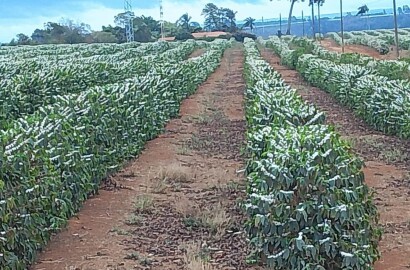 Fazenda para venda na região de Capelinha MG