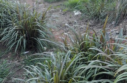 Lote para venda em São Lourenço