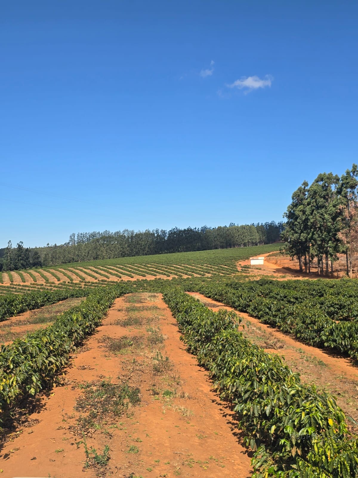 Fazenda para venda em Setubinha MG