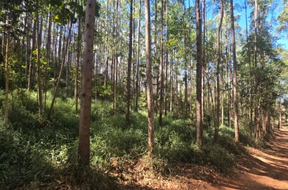 Fazenda para venda em Setubinha MG