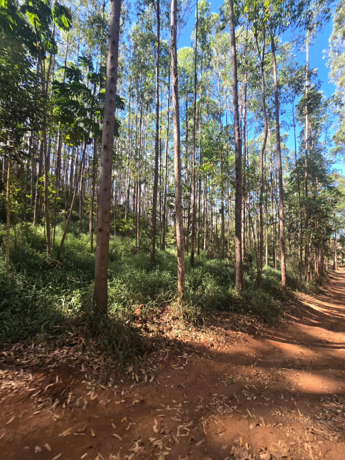 Fazenda para venda em Setubinha MG