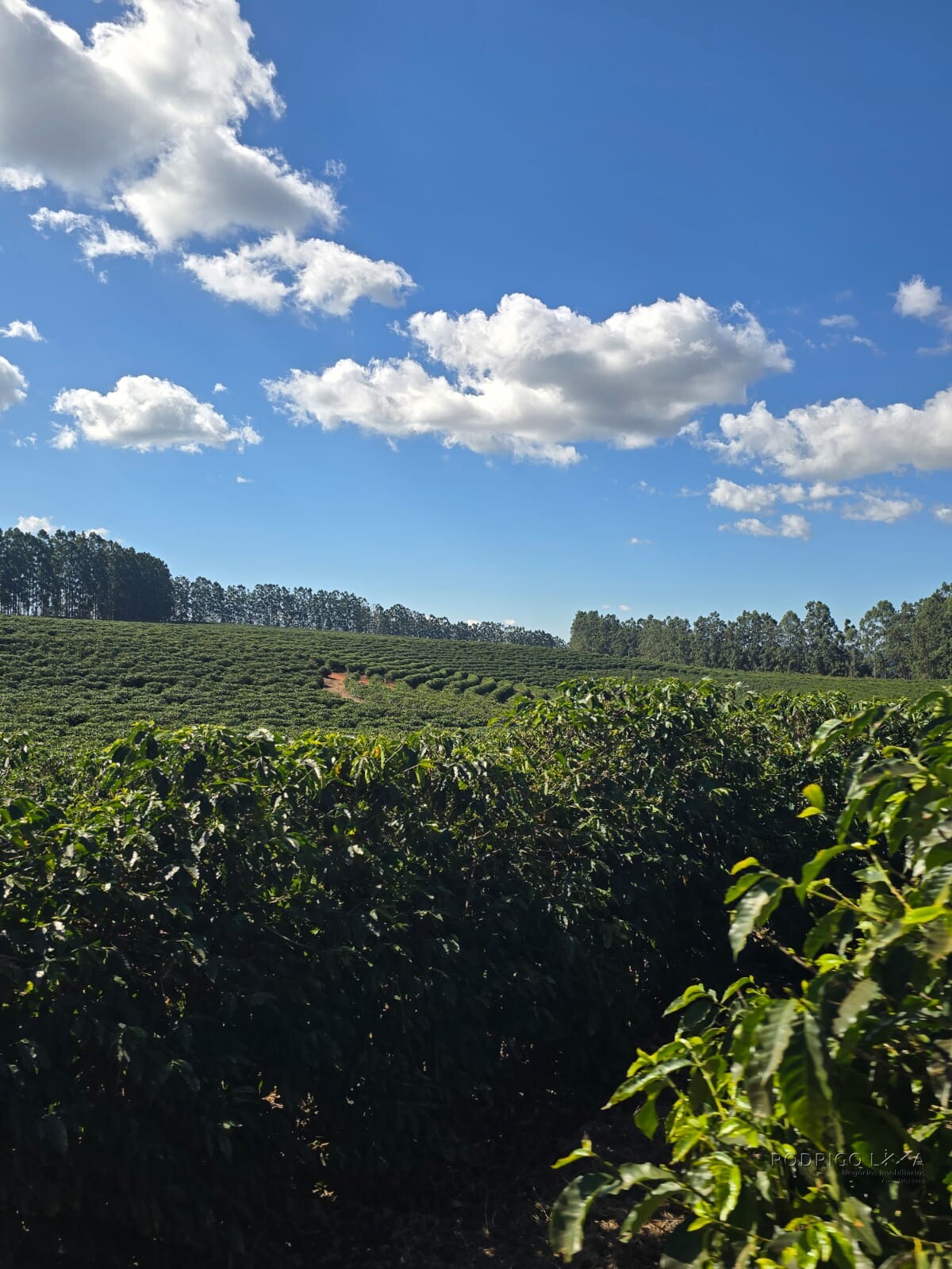 Fazenda para venda em Setubinha MG