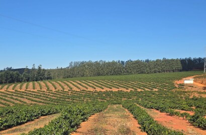 Fazenda para venda em Setubinha MG