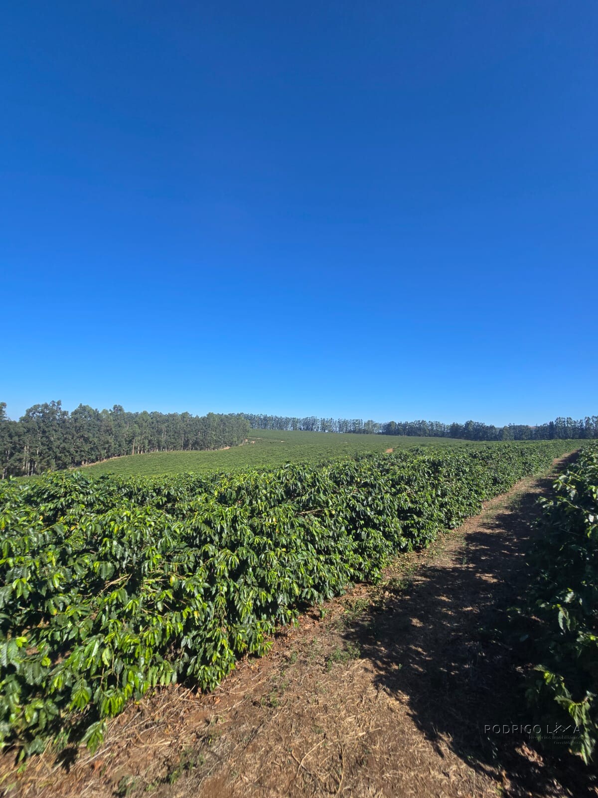 Fazenda para venda em Setubinha MG