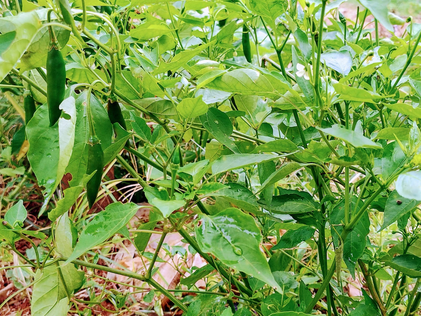 Chácara para venda em Soledade MG
