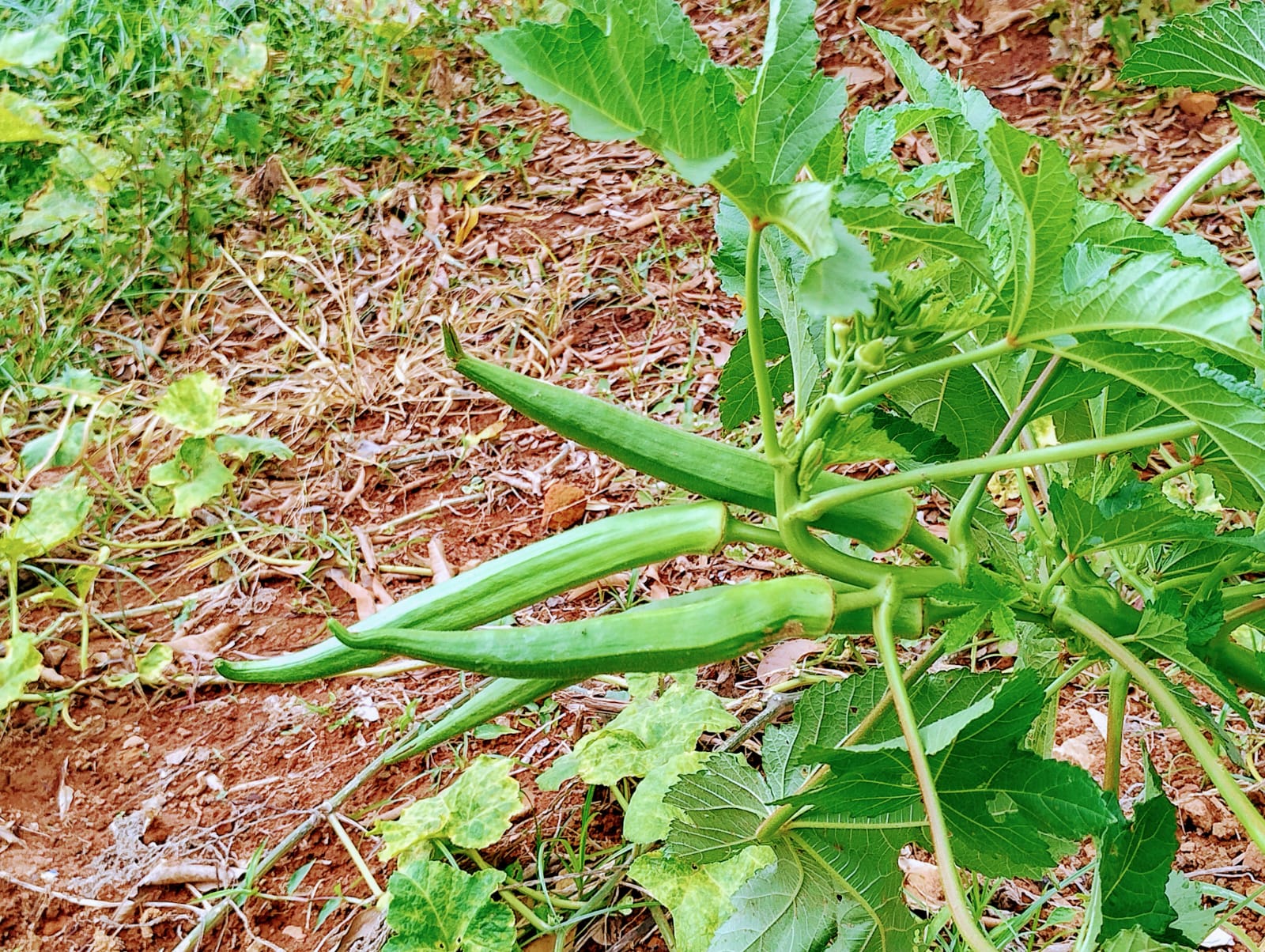 Chácara para venda em Soledade MG