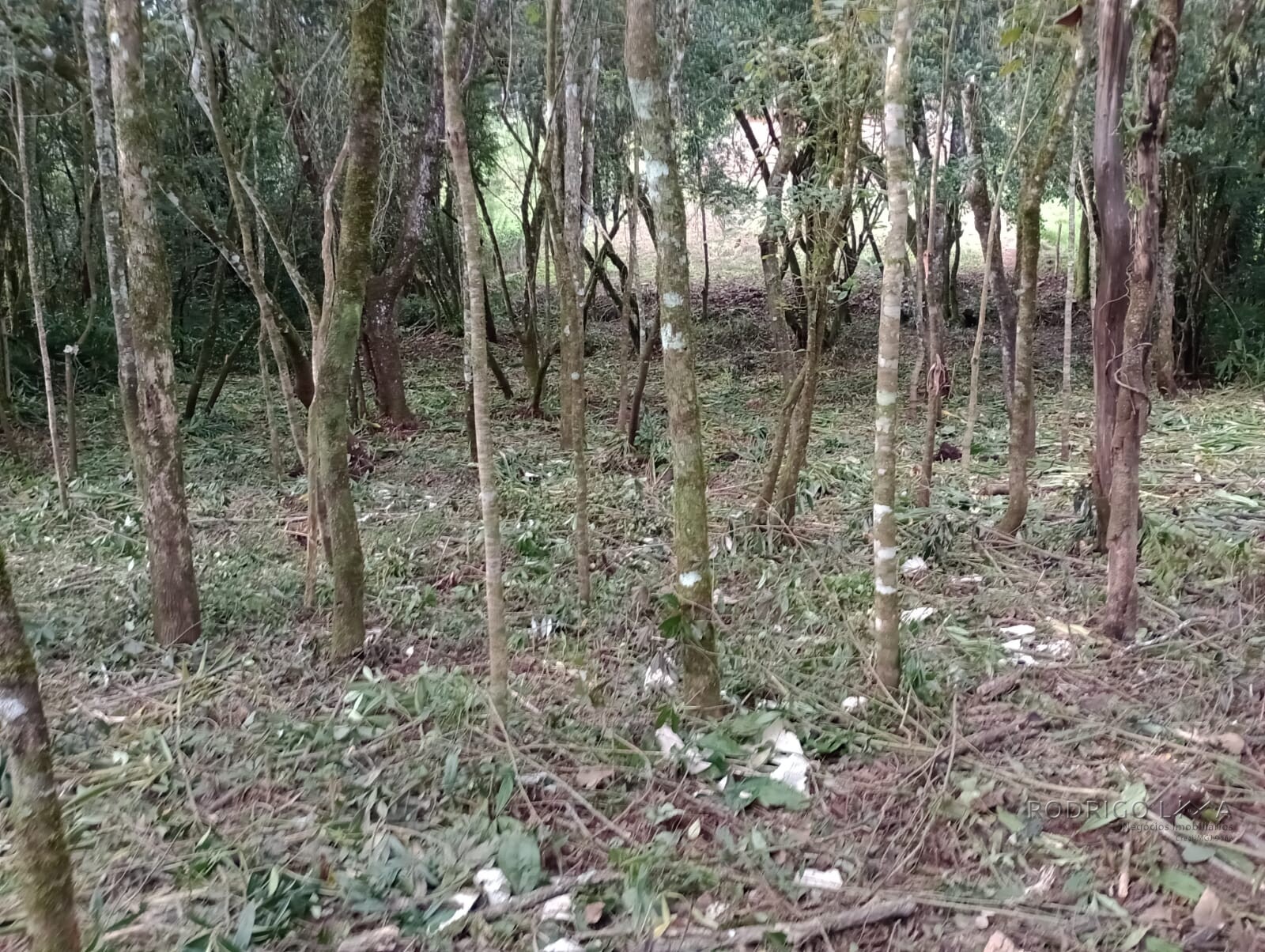 Chácara para chácara a venda em Dom Viçoso - MG.