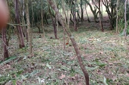Chácara para chácara a venda em Dom Viçoso - MG.