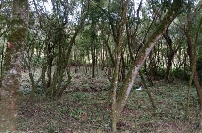 Chácara para chácara a venda em Dom Viçoso - MG.