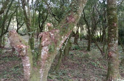 Chácara para chácara a venda em Dom Viçoso - MG.