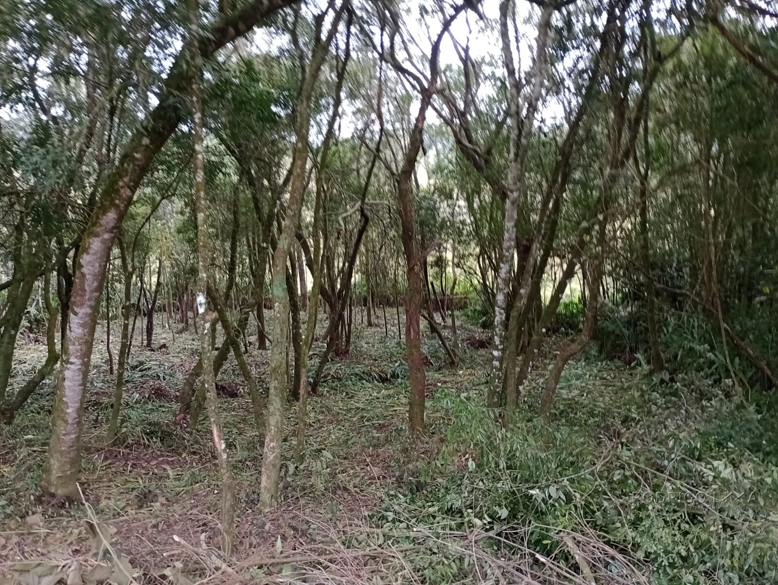 Chácara para chácara a venda em Dom Viçoso - MG.
