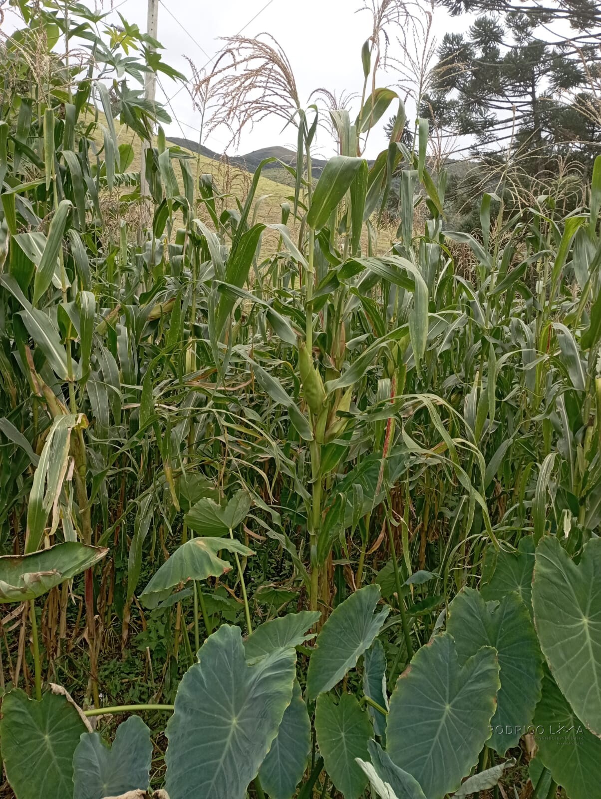 Fazenda para venda em Liberdade MG
