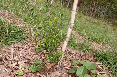 Fazenda para venda em Liberdade MG