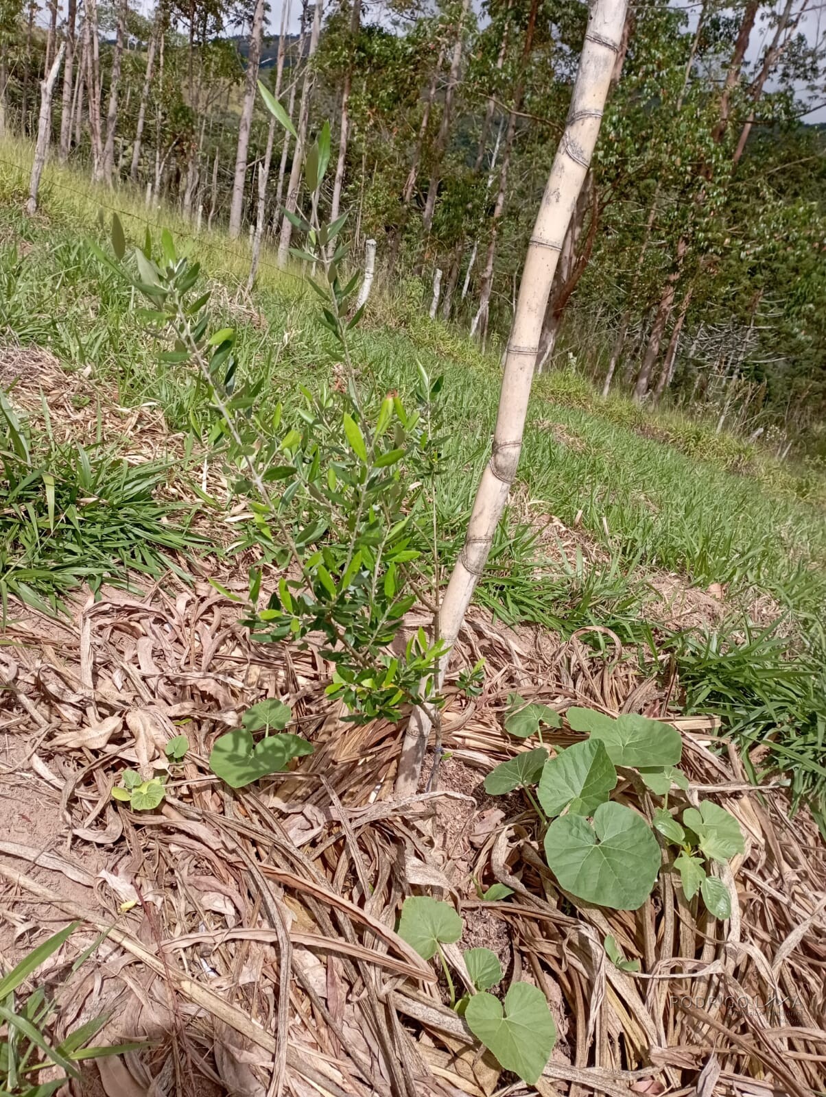 Fazenda para venda em Liberdade MG