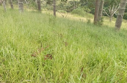 Fazenda para venda em Liberdade MG