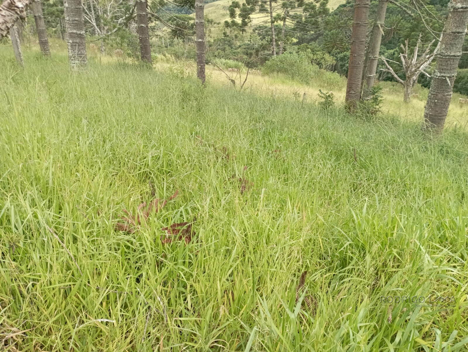Fazenda para venda em Liberdade MG