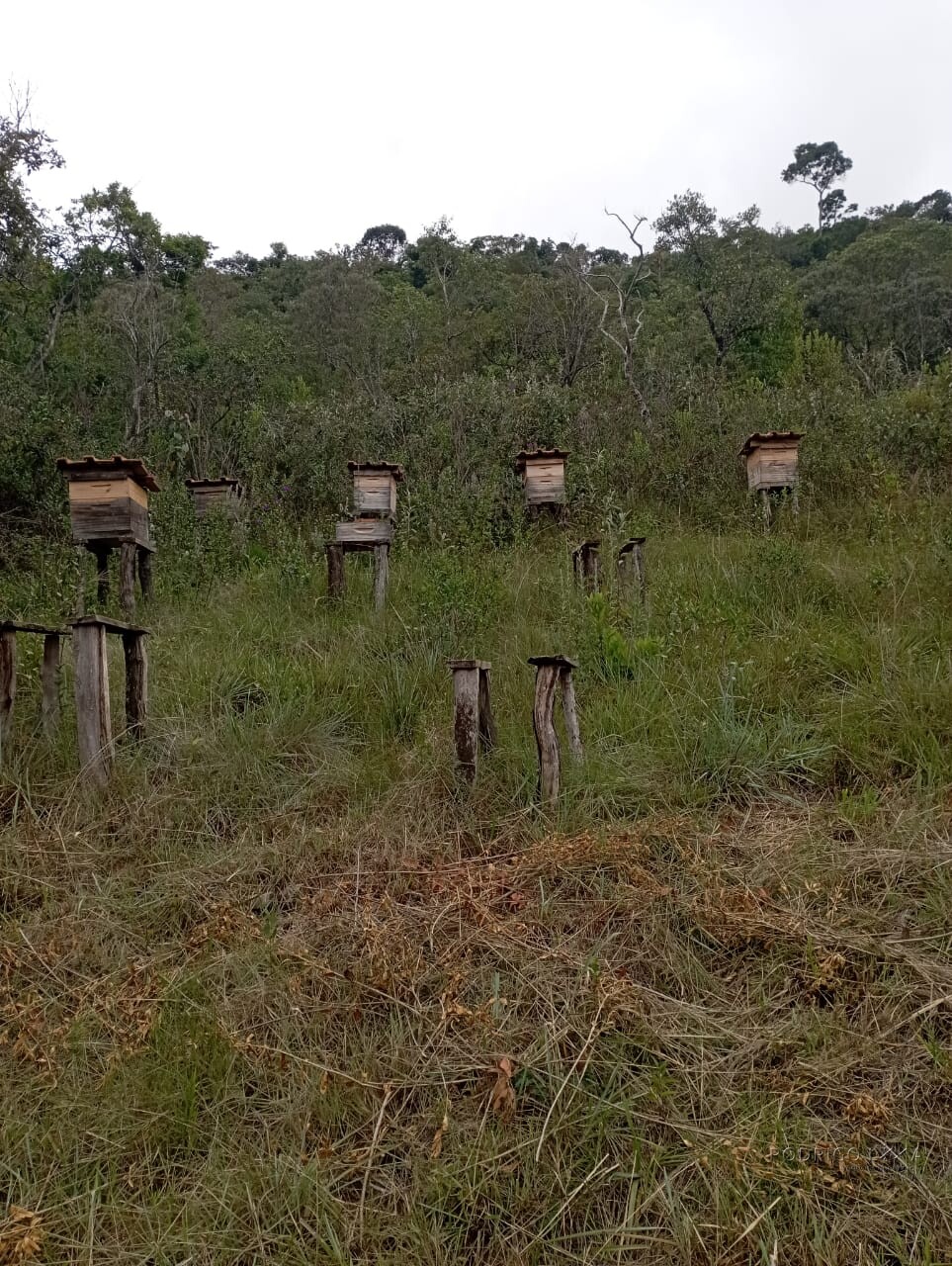 Fazenda para venda em Liberdade MG