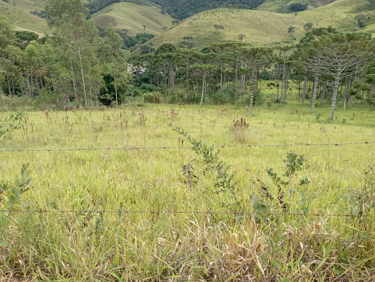 Fazenda para venda em Liberdade MG