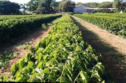 Fazenda para venda em Capelinha MG