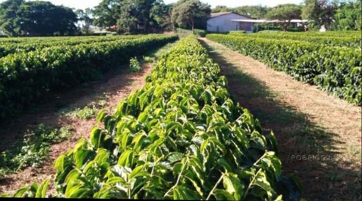 Fazenda para venda em Capelinha MG