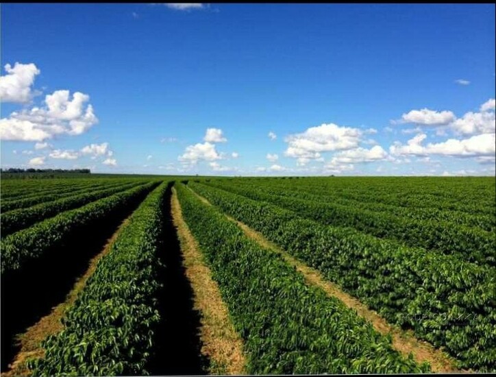 Fazenda para venda em Capelinha MG