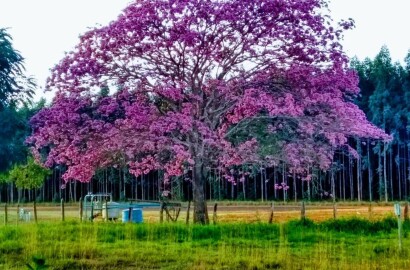 Fazenda para venda em Capelinha MG