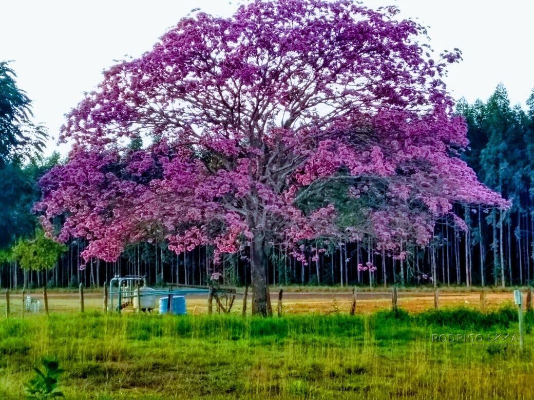 Fazenda para venda em Capelinha MG