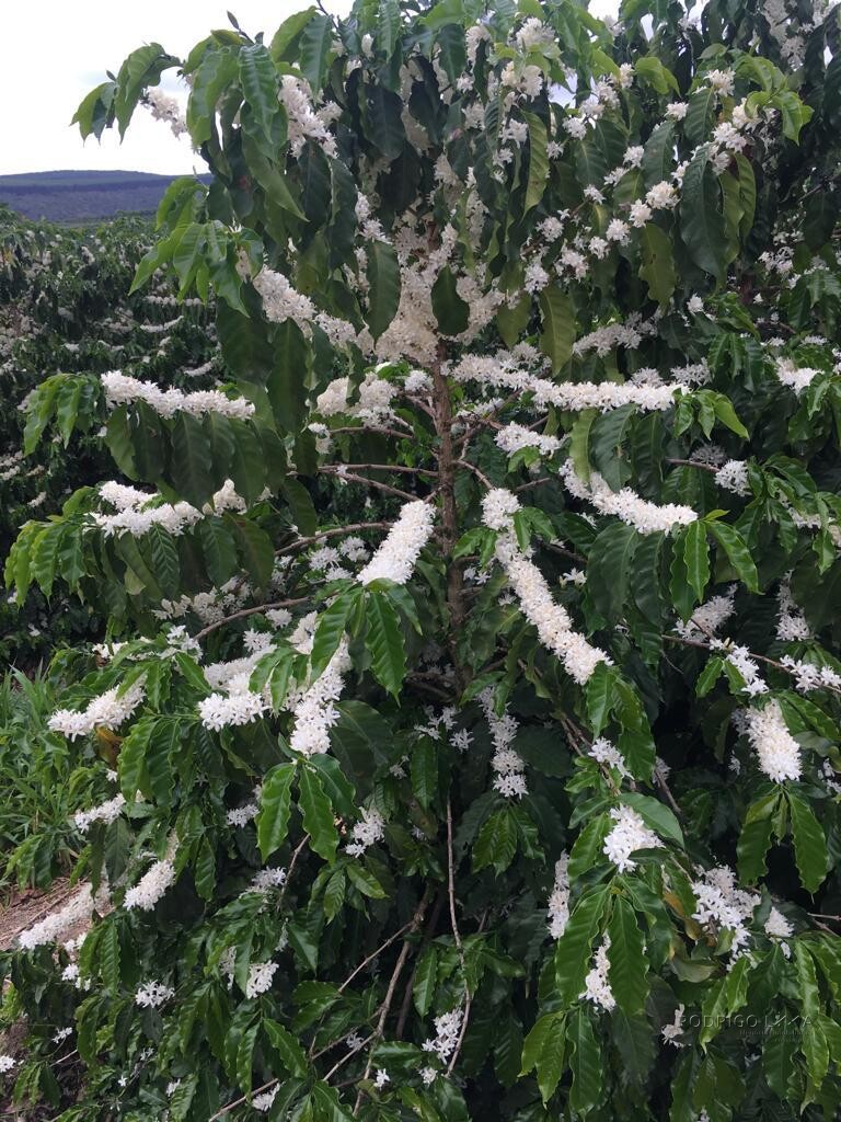 Fazenda para venda em Capelinha MG