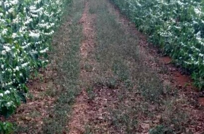 Fazenda para venda em Capelinha MG