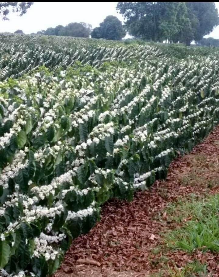 Fazenda para venda em Capelinha MG