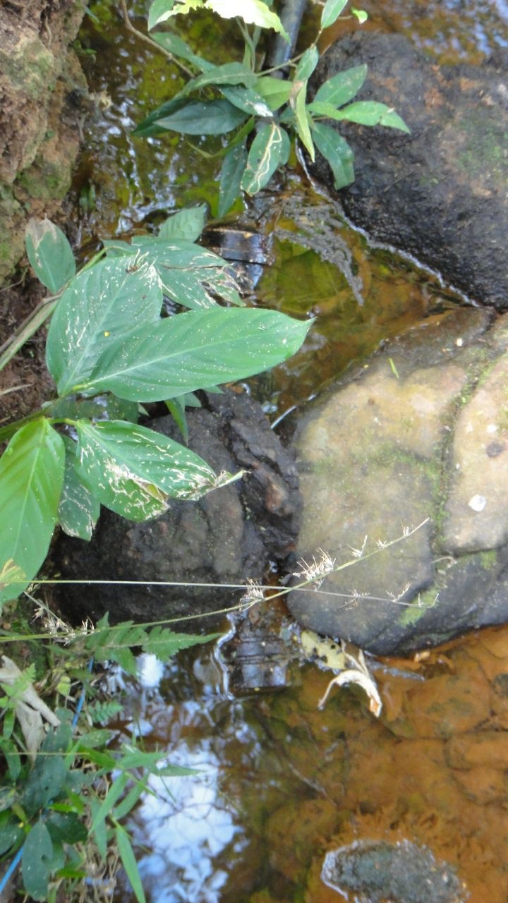 Área rural para venda há 15 minutos de São Lourenço - MG.