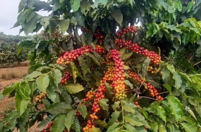 Linda fazenda para venda em Luminárias Mg