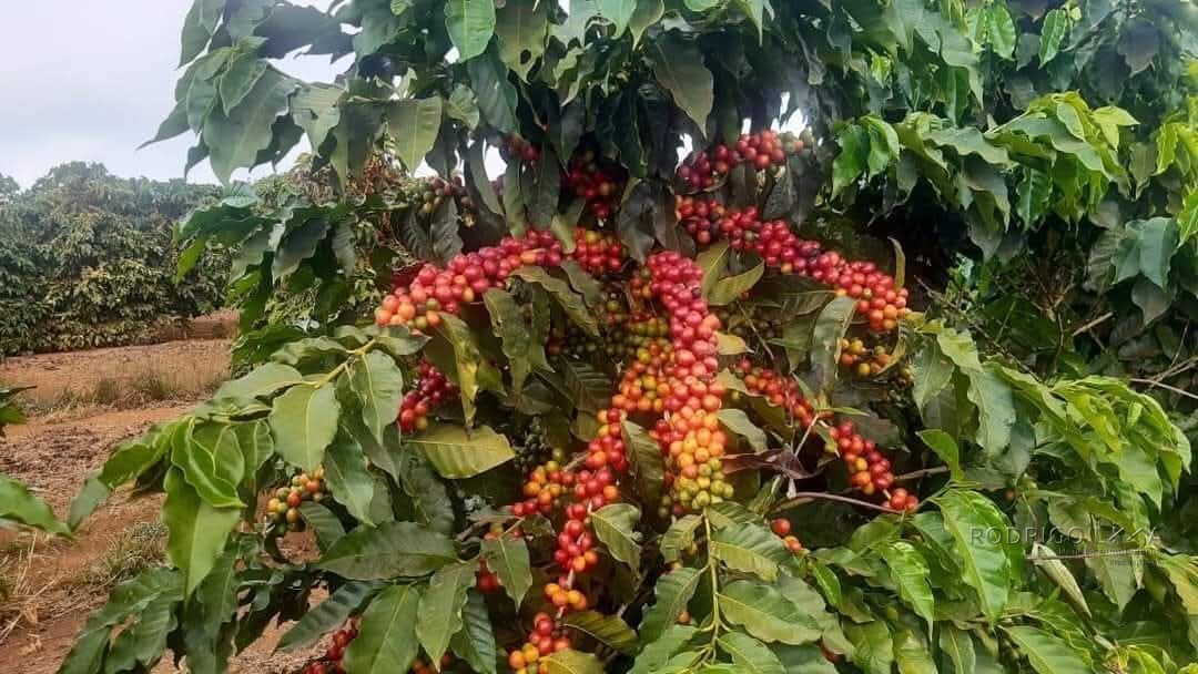 Linda fazenda para venda em Luminárias Mg