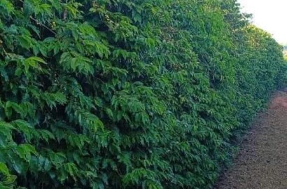 Linda fazenda para venda em Luminárias Mg