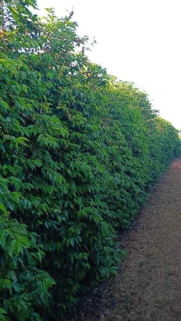 Linda fazenda para venda em Luminárias Mg