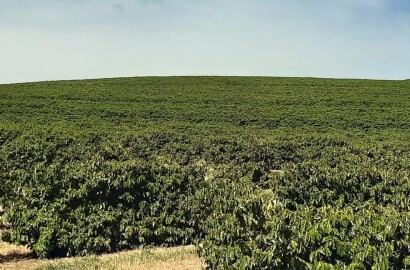 Linda fazenda para venda em Luminárias Mg