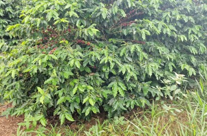 Linda fazenda para venda em Luminárias Mg