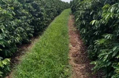 Linda fazenda para venda em Luminárias Mg