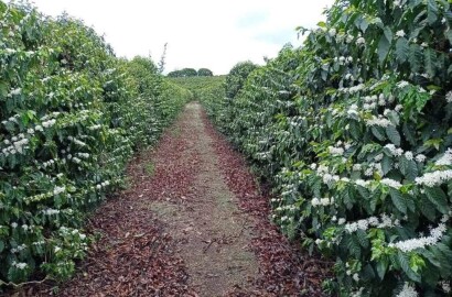 Linda fazenda para venda em Luminárias Mg