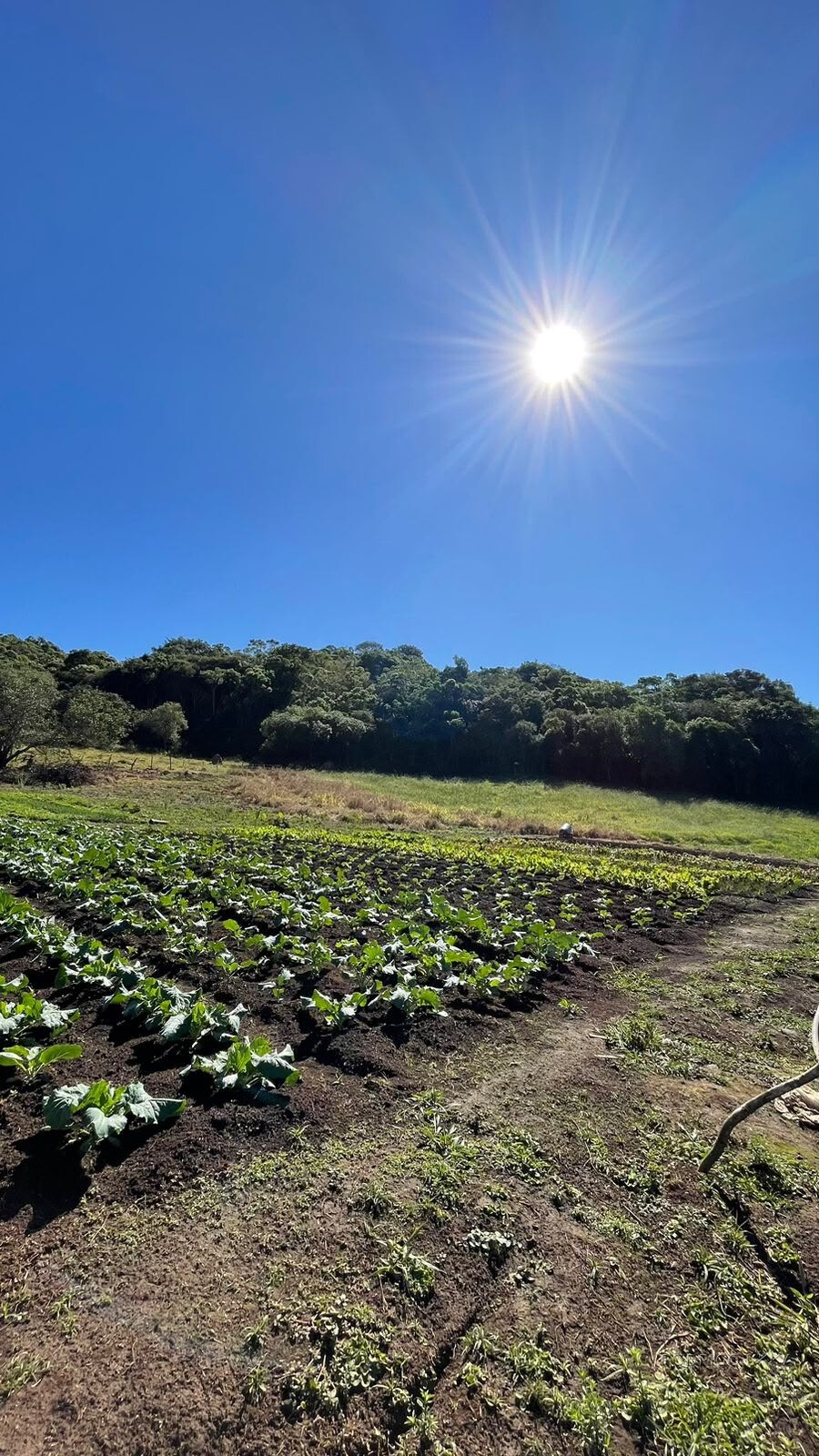 Sítio para venda em Dom Viçoso MG