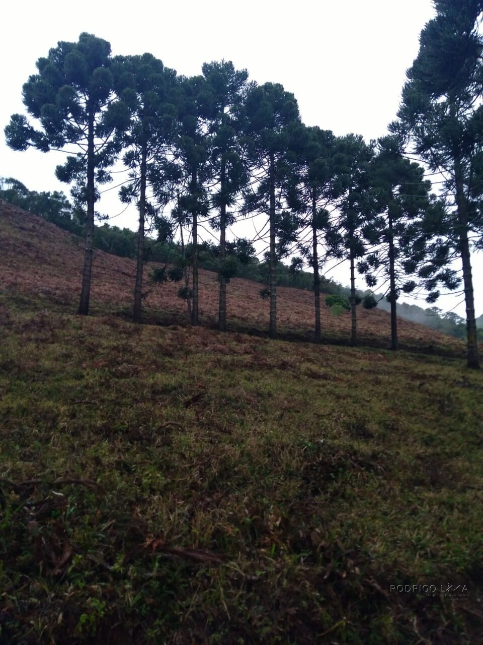 Sítio para venda em Carvalhos MG