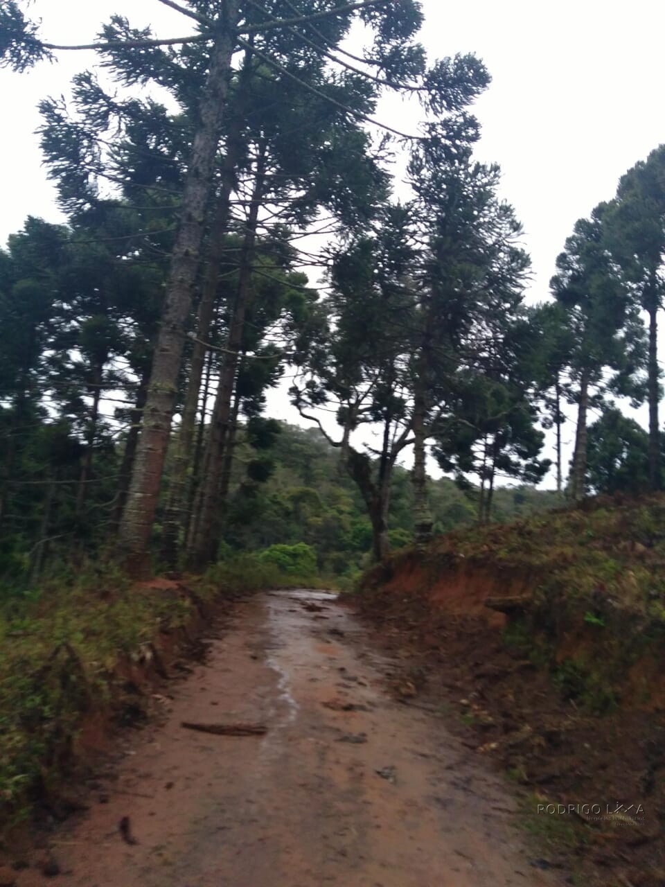 Sítio para venda em Carvalhos MG