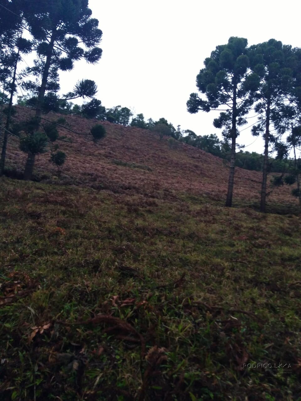 Sítio para venda em Carvalhos MG